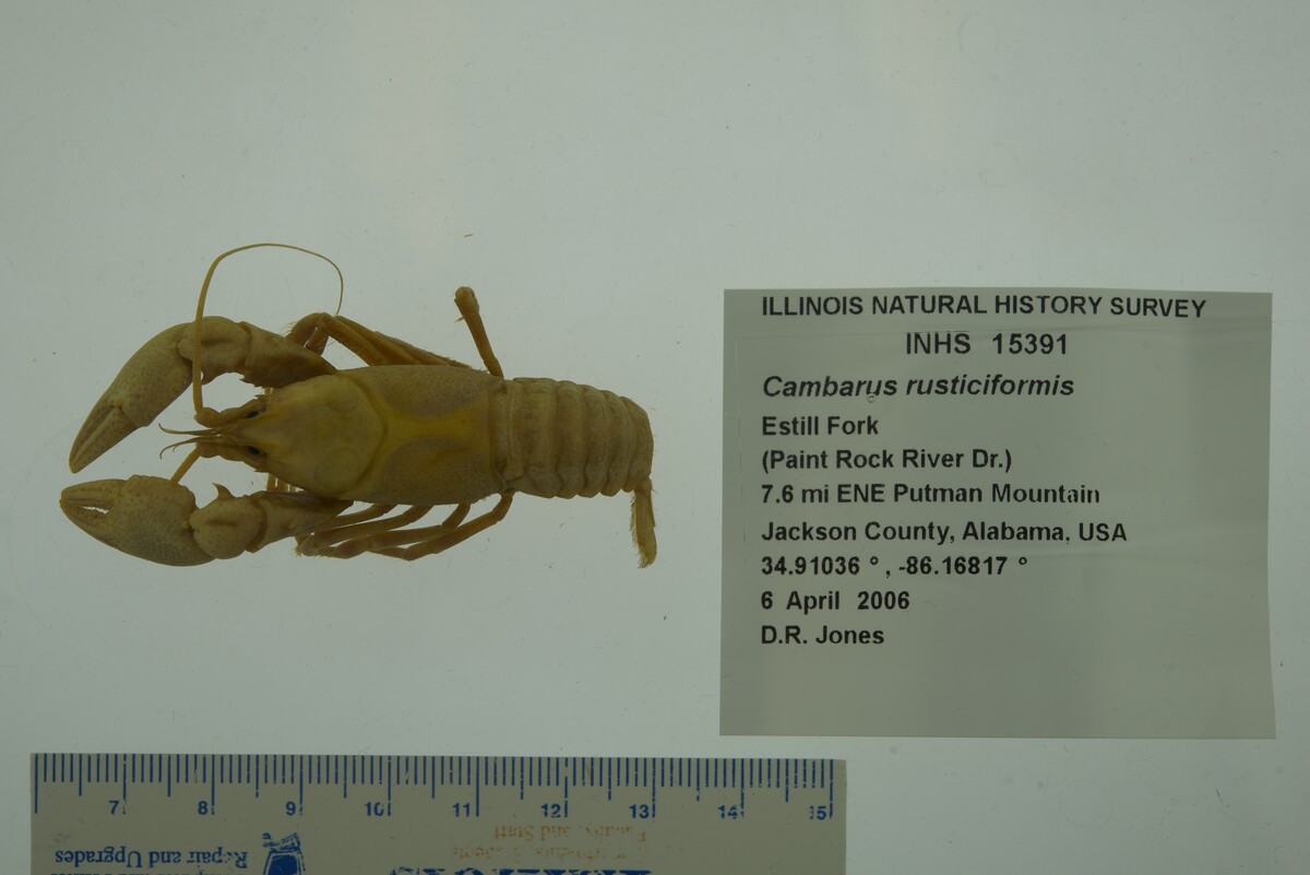 Cambarus rusticiformis image